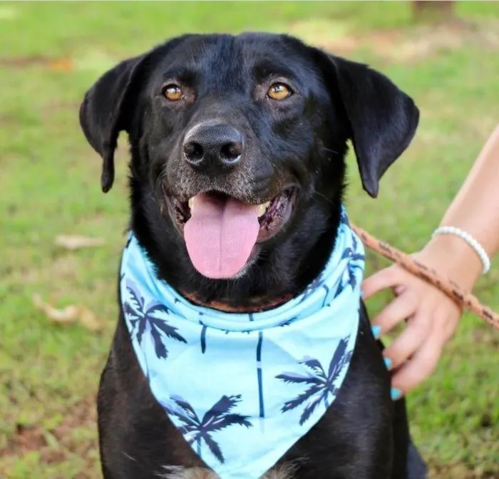 Cachorro raça SRD-ViraLata idade 1 ano nome Pipo