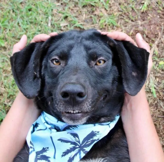 Cachorro raça SRD-ViraLata idade 1 ano nome Pipo