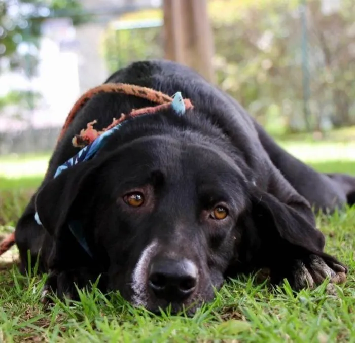 Cachorro raça SRD-ViraLata idade 1 ano nome Pipo