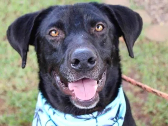 Cachorro raça SRD-ViraLata idade 1 ano nome Pipo