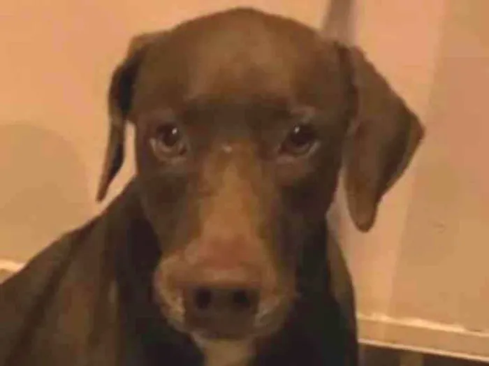 Cachorro ra a Weimaraner misturado idade 1 ano nome Mel