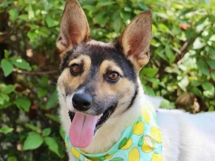 Cachorro raça SRD-ViraLata idade 3 anos nome Popeye