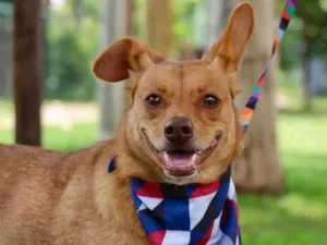 Cachorro raça SRD-ViraLata idade 1 ano nome Spike