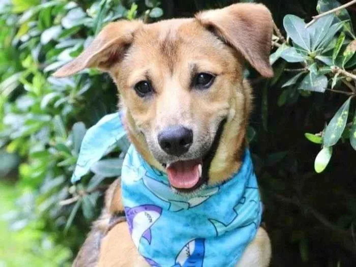 Cachorro raça SRD-ViraLata idade 7 a 11 meses nome Santinho