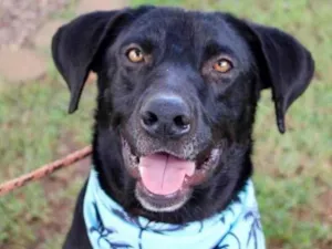 Cachorro raça SRD-ViraLata idade 1 ano nome Pipo