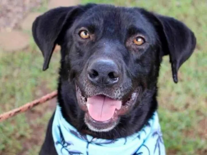 Cachorro raça SRD-ViraLata idade 1 ano nome Pipo