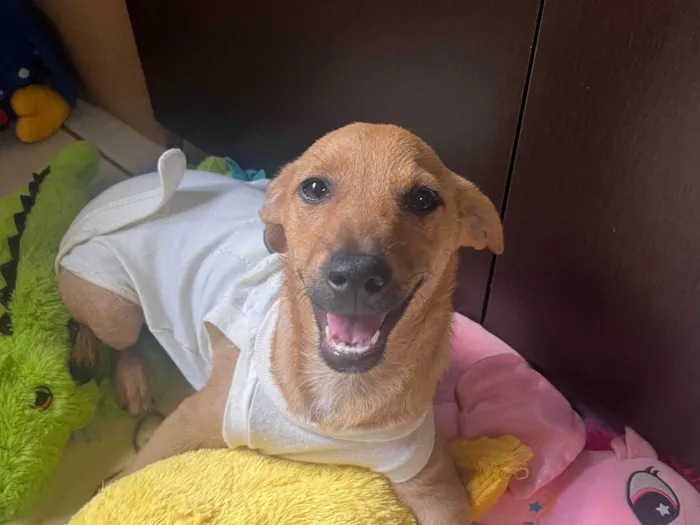 Cachorro raça SRD-ViraLata idade 2 a 6 meses nome Penny