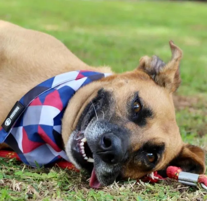Cachorro raça SRD-ViraLata idade 1 ano nome Melo