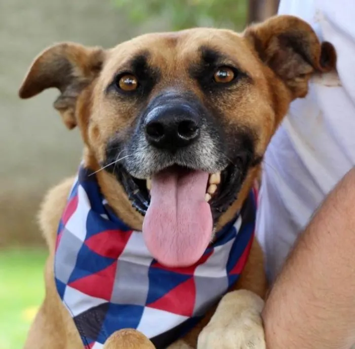 Cachorro raça SRD-ViraLata idade 1 ano nome Melo