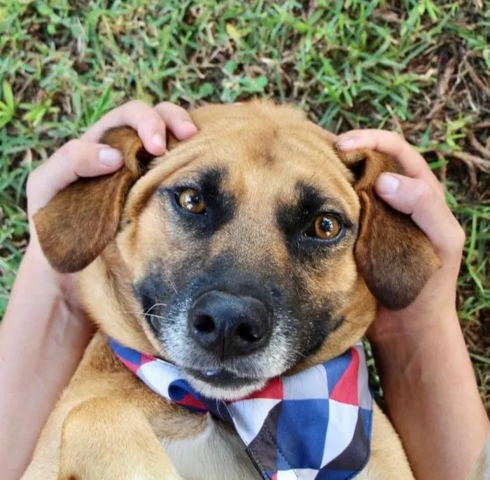 Cachorro raça SRD-ViraLata idade 1 ano nome Melo