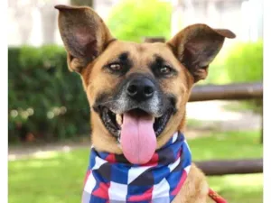 Cachorro raça SRD-ViraLata idade 1 ano nome Melo