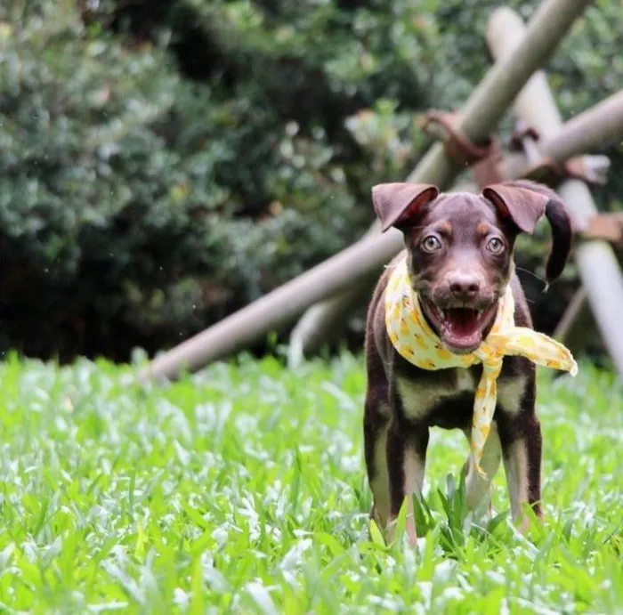 Cachorro raça SRD-ViraLata idade 2 a 6 meses nome Taz