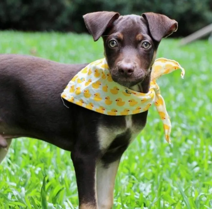 Cachorro raça SRD-ViraLata idade 2 a 6 meses nome Taz