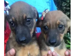 Cachorro raça Pastor Alemão e viralata idade 2 a 6 meses nome Amora e mel