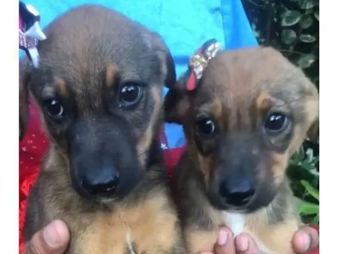 Cachorro ra a Pastor Alemão e viralata idade 2 a 6 meses nome Amora e mel