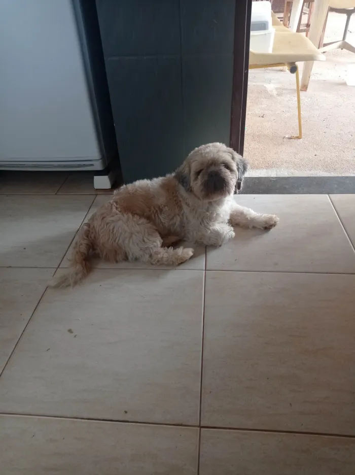 Cachorro ra a Shitzu idade 5 anos nome Spaik 