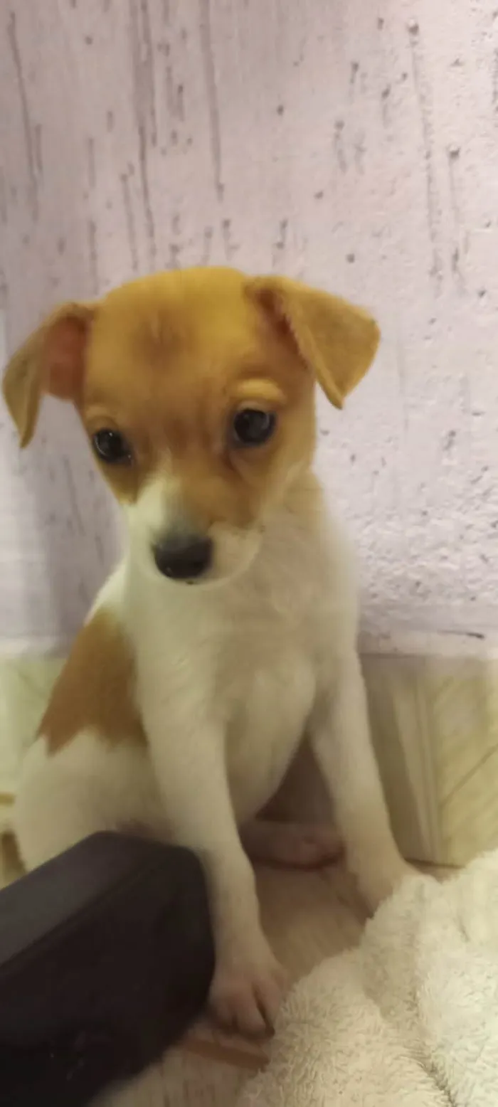Cachorro ra a SRD idade Abaixo de 2 meses nome Sem nome