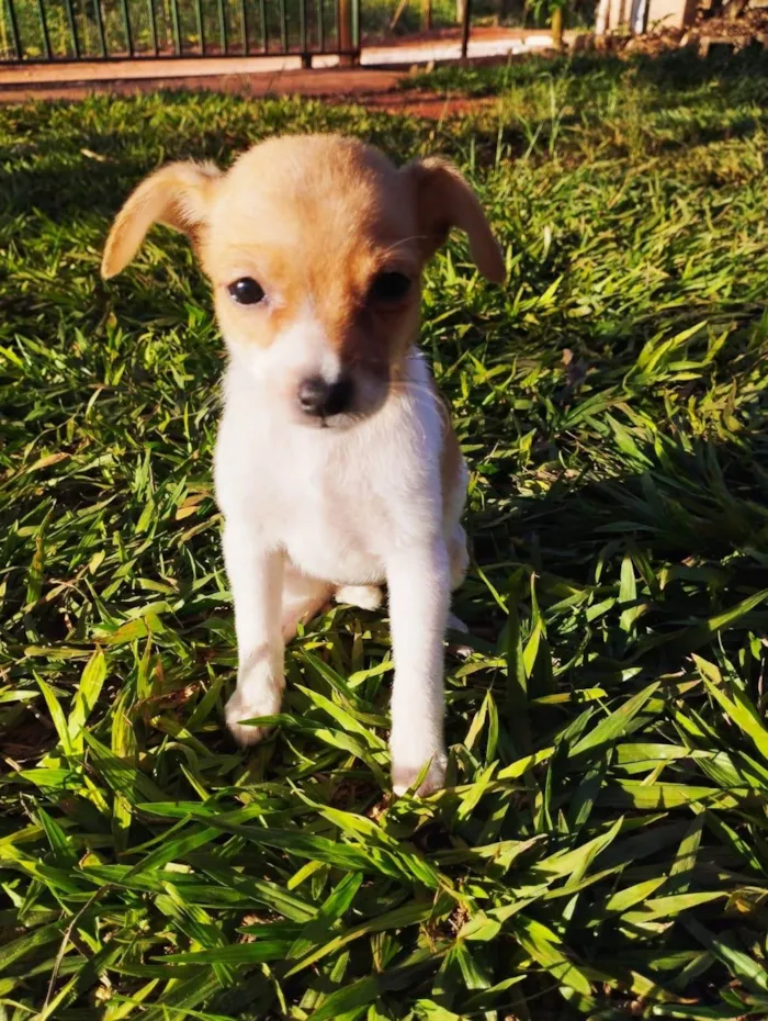Cachorro ra a SRD idade Abaixo de 2 meses nome Sem nome
