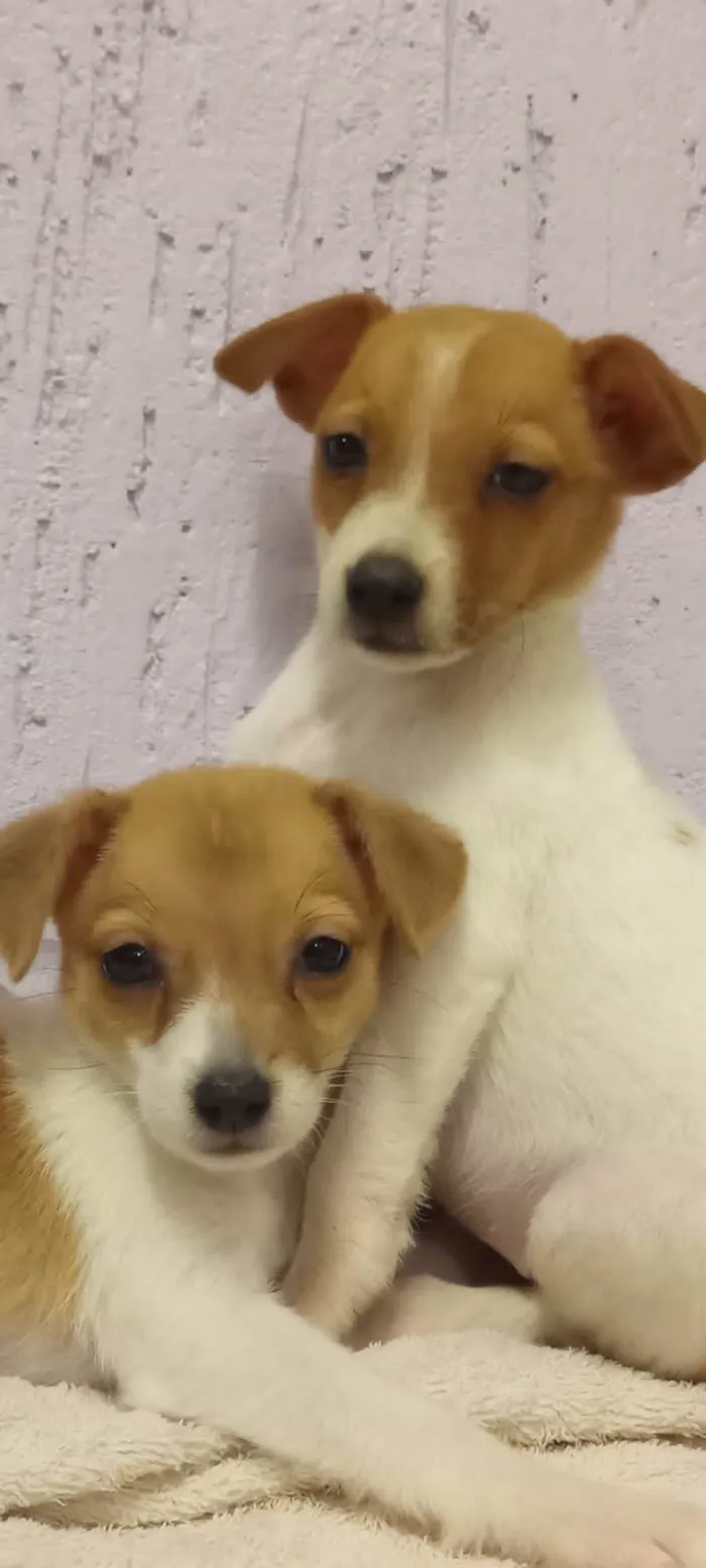 Cachorro ra a SRD idade Abaixo de 2 meses nome Sem nome