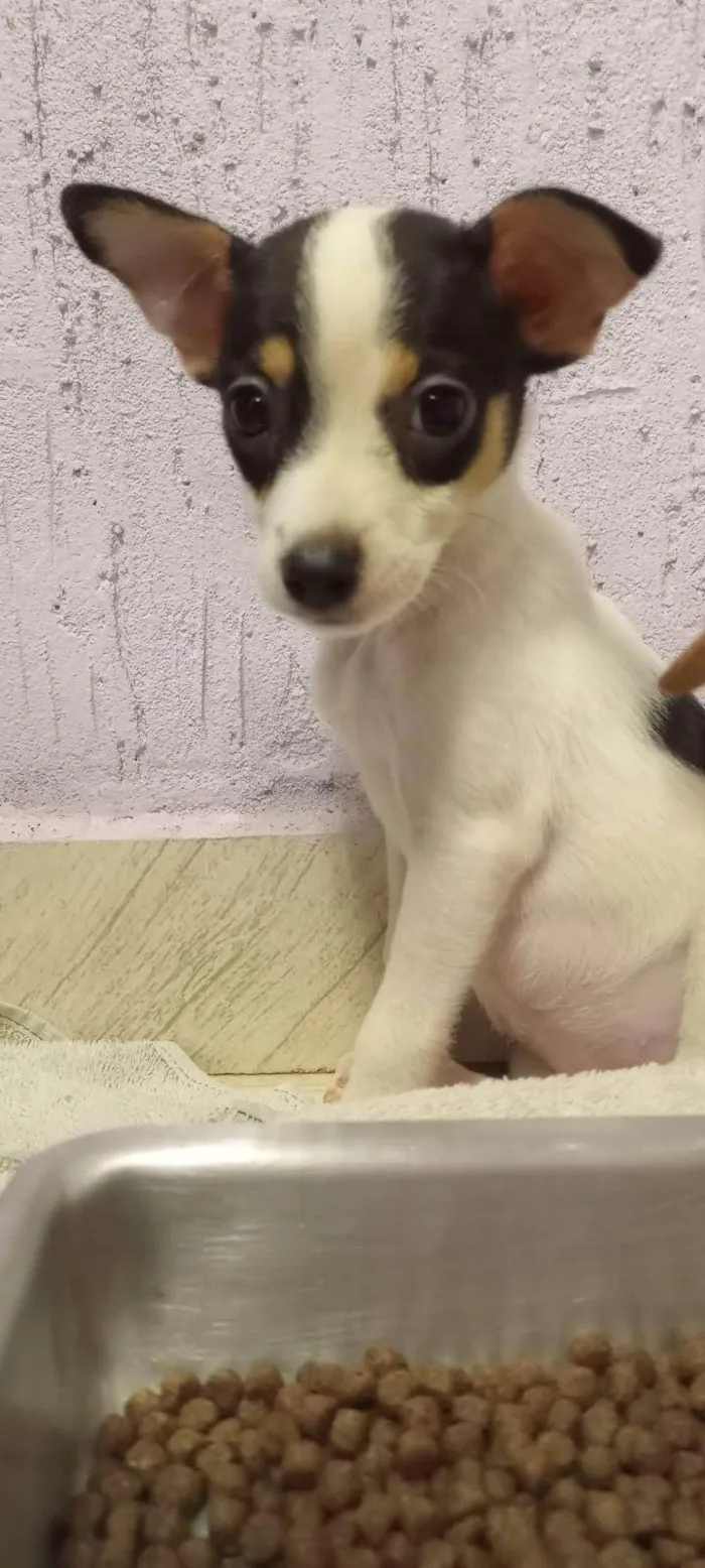 Cachorro ra a SRD idade Abaixo de 2 meses nome Sem nome