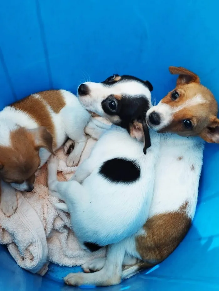 Cachorro ra a SRD idade Abaixo de 2 meses nome Sem nome