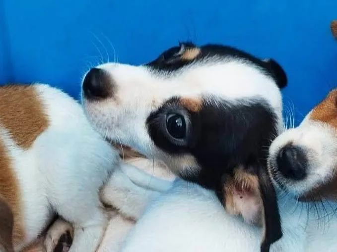 Cachorro ra a SRD idade Abaixo de 2 meses nome Sem nome