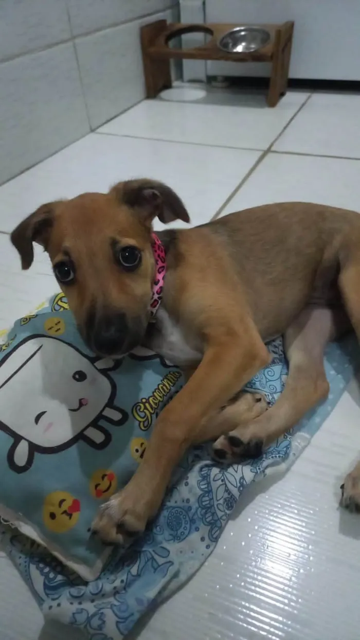 Cachorro ra a Raça indefinida  idade 2 a 6 meses nome Sem nome 