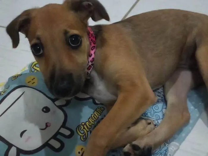 Cachorro ra a Raça indefinida  idade 2 a 6 meses nome Sem nome 