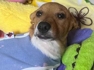 Cachorro raça SRD-ViraLata idade 2 a 6 meses nome Pipa