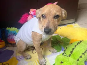 Cachorro raça SRD-ViraLata idade 2 a 6 meses nome Polenta
