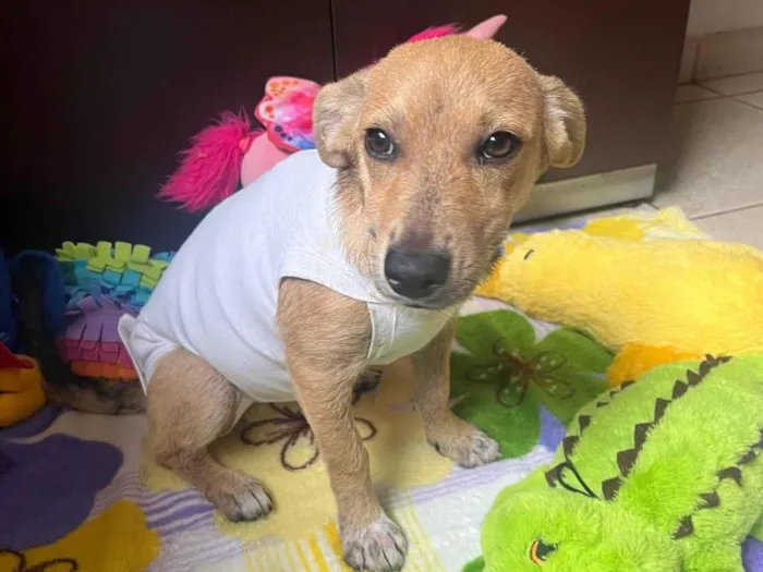 Cachorro raça SRD-ViraLata idade 2 a 6 meses nome Polenta