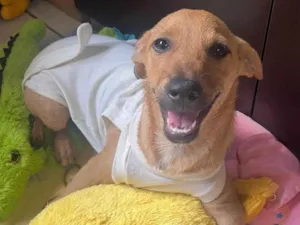 Cachorro raça SRD-ViraLata idade 2 a 6 meses nome Penny