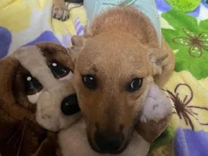 Cachorro raça SRD-ViraLata idade 2 a 6 meses nome Pucca