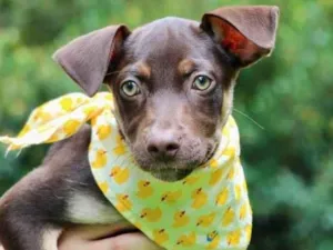 Cachorro raça SRD-ViraLata idade 2 a 6 meses nome Taz