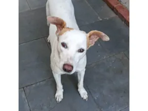 Cachorro raça SRD-ViraLata idade 5 anos nome Bambam