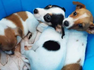 Cachorro raça SRD idade Abaixo de 2 meses nome Sem nome