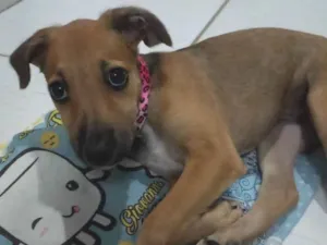 Cachorro raça Raça indefinida  idade 2 a 6 meses nome Sem nome 