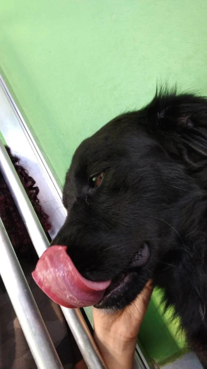 Cachorro raça SRD-ViraLata idade 4 anos nome Chico