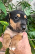 Cachorro raça SRD-ViraLata idade Abaixo de 2 meses nome Sem Nome 