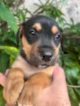 Cachorro raça SRD-ViraLata idade Abaixo de 2 meses nome Sem Nome 