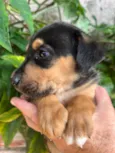 Cachorro raça SRD-ViraLata idade Abaixo de 2 meses nome Sem Nome 