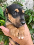 Cachorro raça SRD-ViraLata idade Abaixo de 2 meses nome Sem Nome 