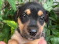 Cachorro raça SRD-ViraLata idade Abaixo de 2 meses nome Sem Nome 