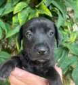 Cachorro raça SRD-ViraLata idade Abaixo de 2 meses nome Marco