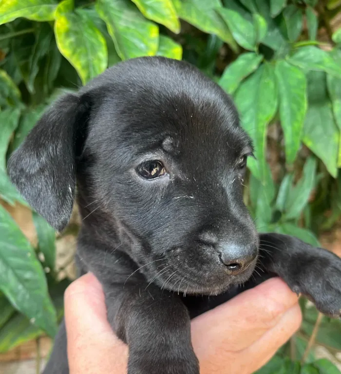 Cachorro raça SRD-ViraLata idade Abaixo de 2 meses nome Marco