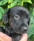 Cachorro raça SRD-ViraLata idade Abaixo de 2 meses nome Marco