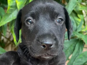 Cachorro raça SRD-ViraLata idade Abaixo de 2 meses nome Marco