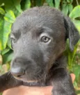 Cachorro raça SRD-ViraLata idade Abaixo de 2 meses nome Sem Nome 