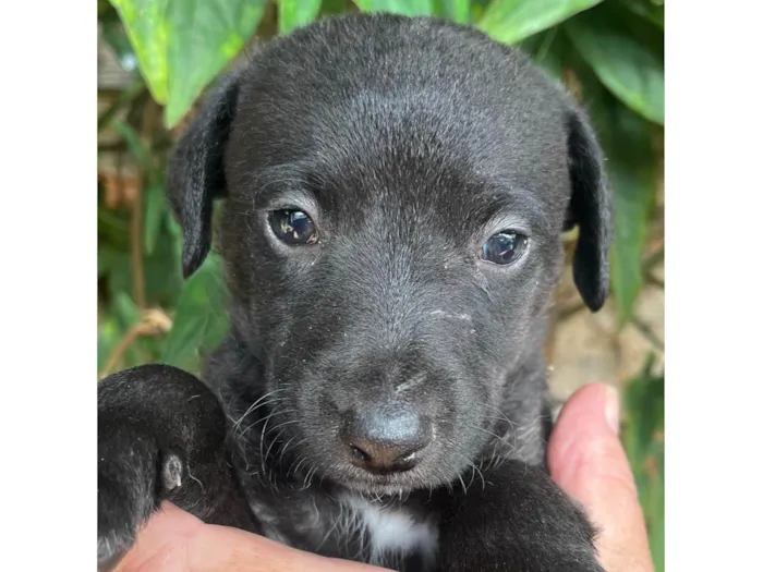Cachorro raça SRD-ViraLata idade Abaixo de 2 meses nome Sem Nome 