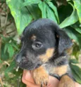 Cachorro raça SRD-ViraLata idade Abaixo de 2 meses nome Nina